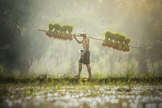 Farmers carry rice seedlings on a shoulder in the rainy season in countryside